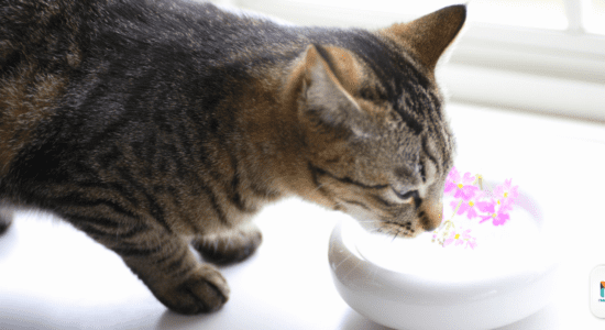 Kucing, Minum Air, Bekas Kucing